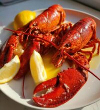 live lobster